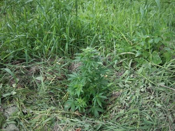 Выращивание конопли статья ук рф выращивал в огороде марихуану