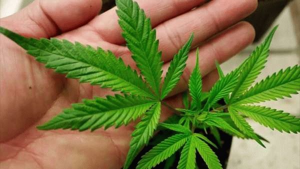 Выращивание конопли 231 доза марихуаны на один грамм